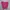 Adidas Sportswear Short Wanita pink photo 6