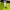Renoma Sportswear Short Wanita green photo 3