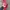 Minimalist Hoody Pria red pink photo 4