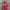 Minimalist Hoody Pria Red Pink