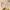 Minimalist Maxi skirt Wanita khaki cream photo 7