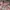 LAINE Casual Casual shirt Pria pink cream photo 4