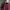 Fred Perry Luxury Casual Polo shirt Pria burgundy photo 2