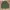 Lacoste Minimalist Polo shirt Pria green photo 1