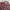 Dickies Y2K Sportswear Casual shirt Pria burgundy orange photo 3