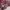 Dickies Y2K Sportswear Casual shirt Pria burgundy orange photo 5