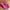 Adidas Sportswear Pria pink black photo 3