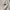Adidas Sportswear Casual Short Pria white photo 4