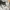 Adidas Sportswear Casual Short Pria white photo 6