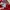 Diadora Cosplay Casual Jersey Pria red photo 3