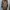 Minimalist Muslim Parka Wanita tan brown photo 6