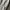 Columbia Vintage Streetwear Jeans Pria cream photo 4