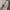 Columbia Vintage Streetwear Jeans Pria cream photo 3