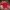 Burberry Casual Polo shirt Pria red photo 5