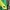 Polo Ralph Lauren Casual Short Pria green yellow photo 5