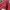 thisisneverthat Streetwear Sweatshirt Pria burgundy photo 7