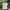 Adidas Casual Polo Shirt Pria White