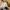 Converse Streetwear Casual Sneakers Pria yellow photo 3