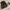Louis Vuitton Casual Bags & purse Wanita brown photo 6