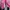 Sportswear Wanita pink black photo 1