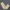 Uniform Bridge Vintage Casual Casual pants Pria tan photo 1