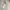 Oakley Skater Windbreaker Pria white photo 1