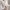 Fairy Cardigan Wanita white photo 1