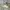Adidas Sportswear Casual Sneakers Pria white gray photo 1