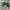 Adidas Casual Sneakers Pria White Green