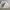 Sportswear Skirt Wanita white photo 3