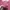 Thrasher Streetwear Skater Hoody Pria burgundy photo 6