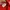 Lacoste Minimalist Polo shirt Pria red photo 4