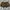 Lolita Coquette Short Wanita brown photo 2