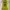 Victoria’s Secret Sportswear Sweatshirt Wanita Green Yellow