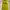 Victoria’s Secret Sportswear Sweatshirt Wanita Green Yellow