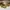 Timberland Casual Boots Pria yellow photo 1