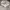 Dickies Casual Hoody Pria gray photo 2