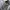 Adidas Sportswear Casual Hat Pria green photo 4