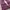 Oakley Streetwear Gorpcore Casual pants Pria purple photo 7