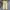 Dickies Streetwear Casual Pants Pria Khaki