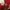 Adidas Casual Pria white red photo 4