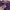 The North Face Casual T-shirt Pria purple photo 2