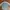 Evisu Casual Formal Shirt Pria Blue