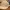Carhartt Vintage Hat Pria tan photo 6