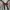 Lolita Casual Blouse Wanita pink brown photo 3