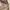 Yves Saint Laurent YSL Luxury Minimalist Formal shirt Pria tan cream photo 6