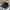 Beanpole Gorpcore Hat Pria Black