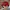 Zephyr D'Urban Casual Hat Pria red photo 4