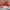 Zephyr D'Urban Casual Hat Pria red photo 3