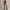 Goth Emo High waisted jeans Wanita tan gray photo 4